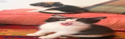 Mixed Breed cats for sale: GORGEOUS MAINE COON X PERSIAN KITTENS  - Advert 3