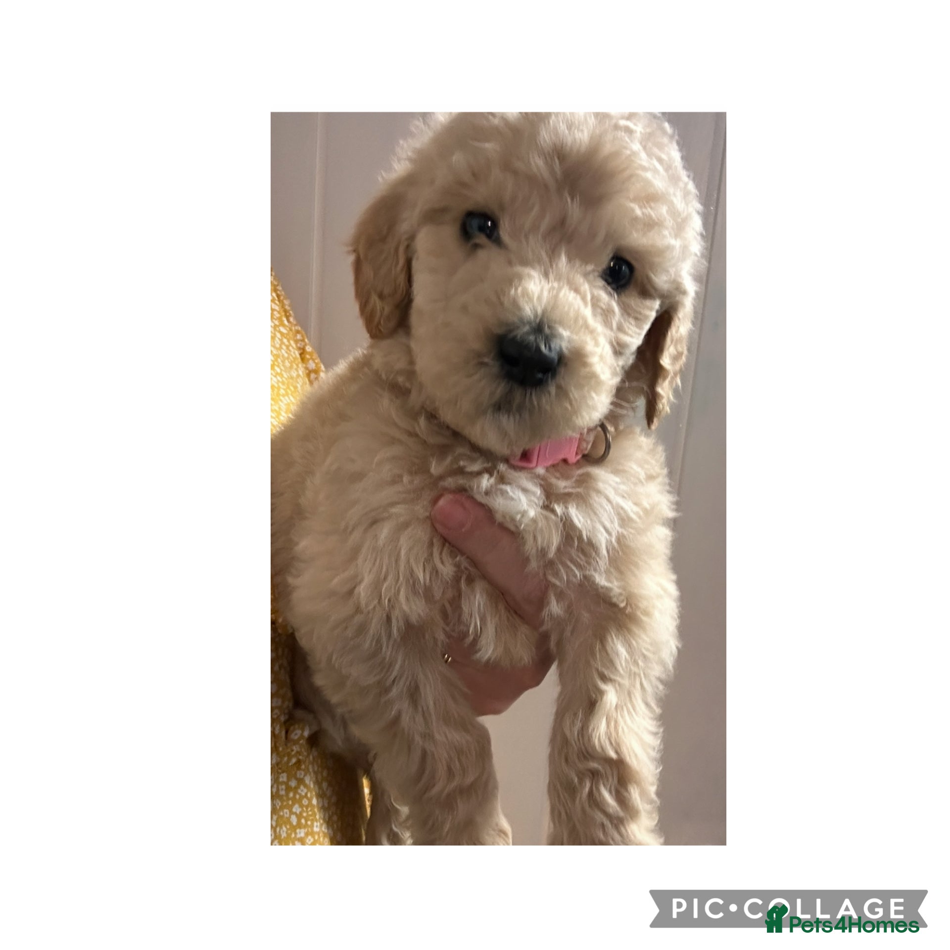 Labradoodle dogs  f1bb standard labradoodles - silver & apricots - Advert 12
