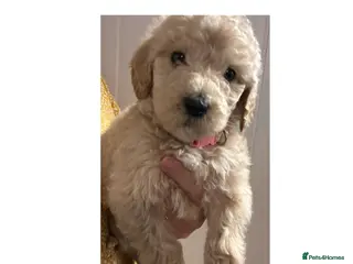 Labradoodle dogs f1bb standard labradoodles - silver & apricots - Advert 4
