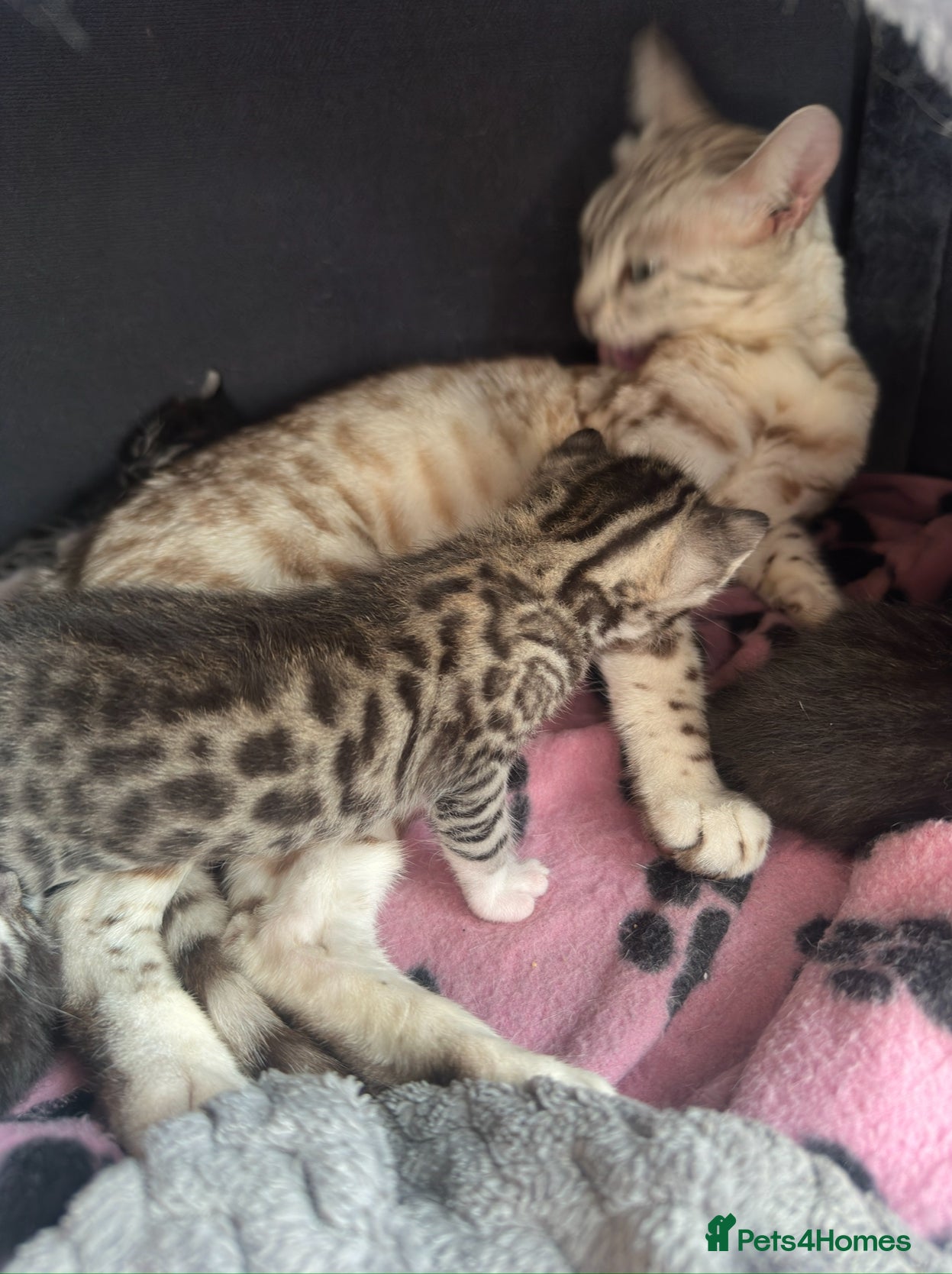 Bengal cats Stunning Silver & Charcoal Bengal Boys & Girls! - Advert 1