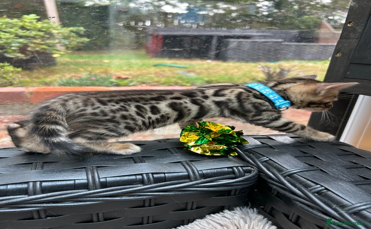 Bengal cats in Birmingham - Advert 4