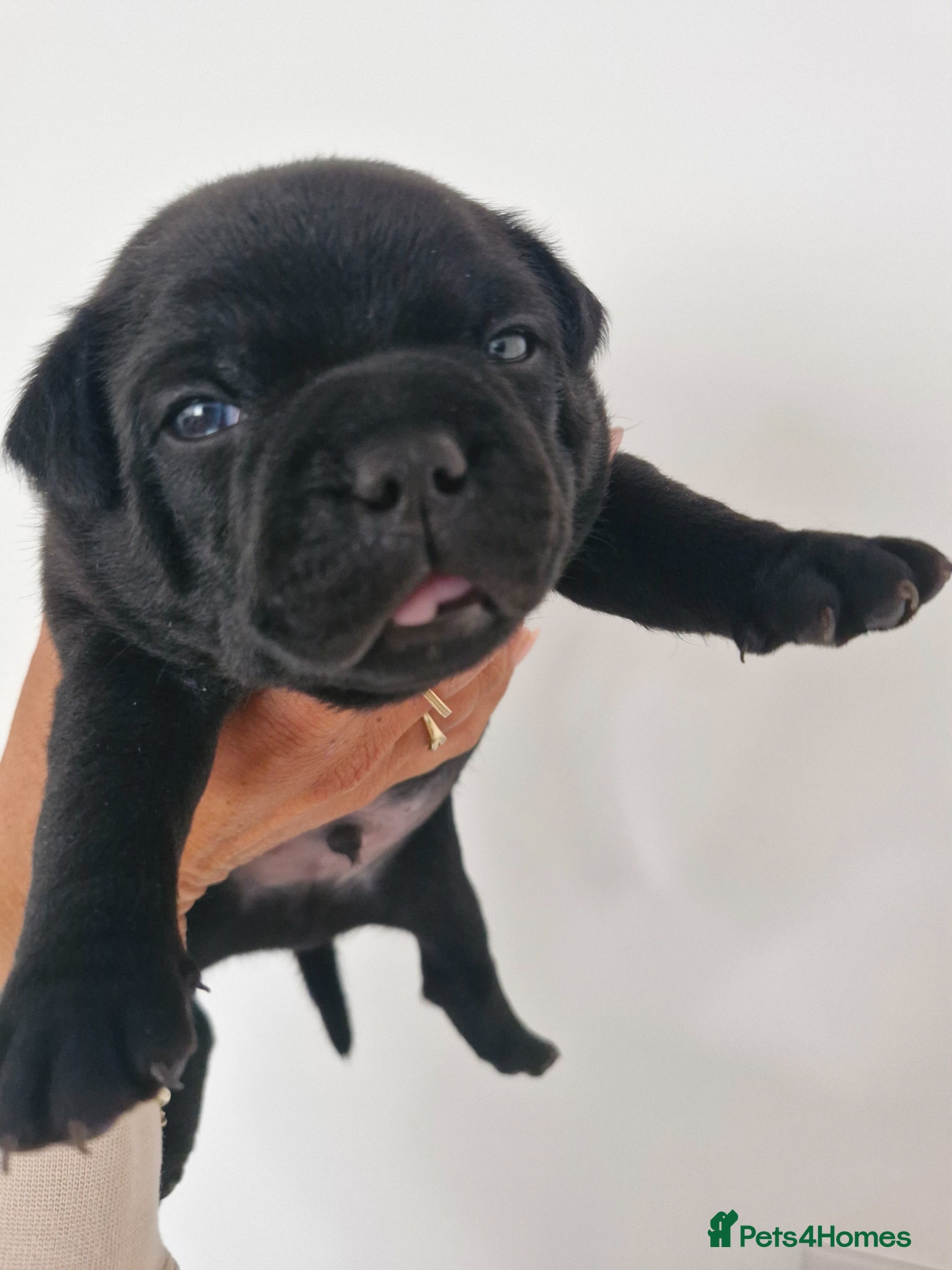 Staffordshire Bull Terrier dogs Kassius Staffordshire bull terrier pups for sale  - Advert 9