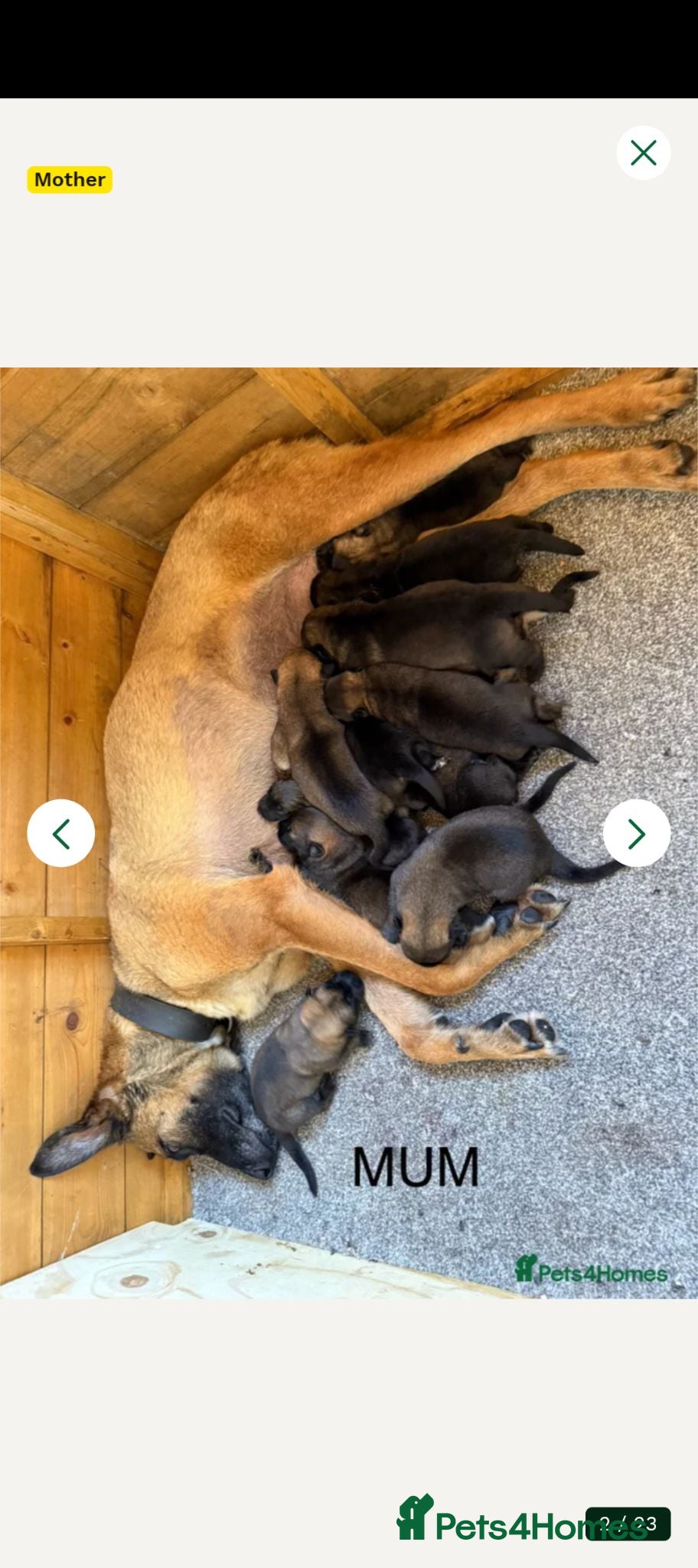 Belgian Shepherd Dog dogs Belgium malamar Puppy traind - Advert 5