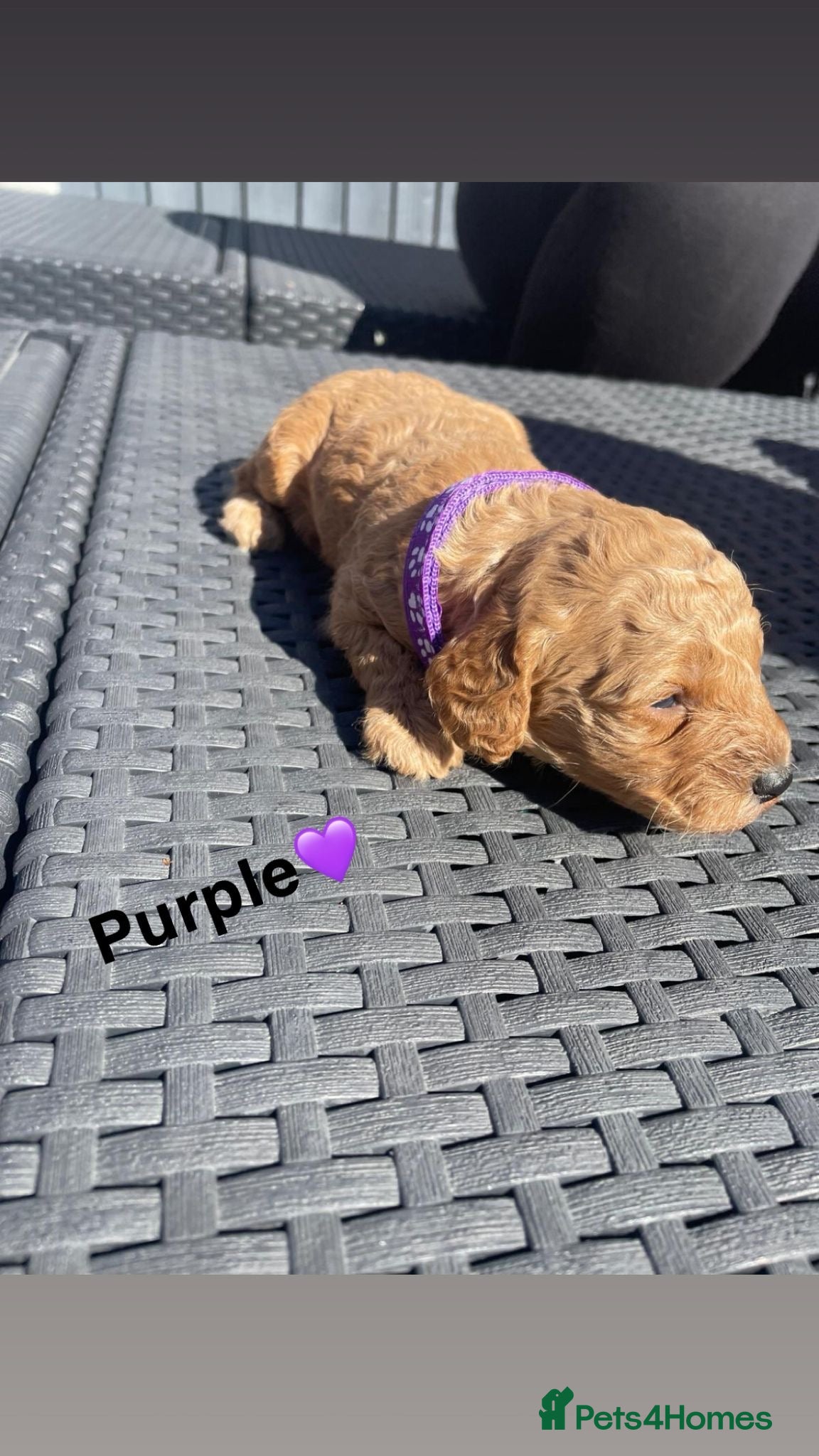 Mini Goldendoodle dogs ***Mini goldendoodles for sale*** - Advert 2