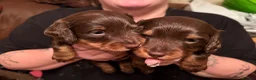 Miniature Dachshund dogs for sale: kc mini dachshund pups READY NOW - Advert 20