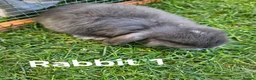 Mini Lop rabbits for sale: 🐰 Adorable Mini Lop Baby Rabbits Ready Soon 🐰 in Harwich - Advert 3