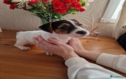 Jack Russell dogs for sale: 🐶🐶 Beautiful jack russell puppies 🐶🐶 - Image 2