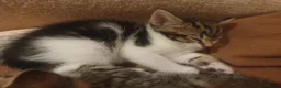 Mixed Breed cats for sale: Sweet Kittens Raised with Love and Children - Advert 7