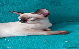 Oriental cats for sale: Full Pedigree Oriental 1 Kitten XL size ears GCCF in Biggleswade - Image 23