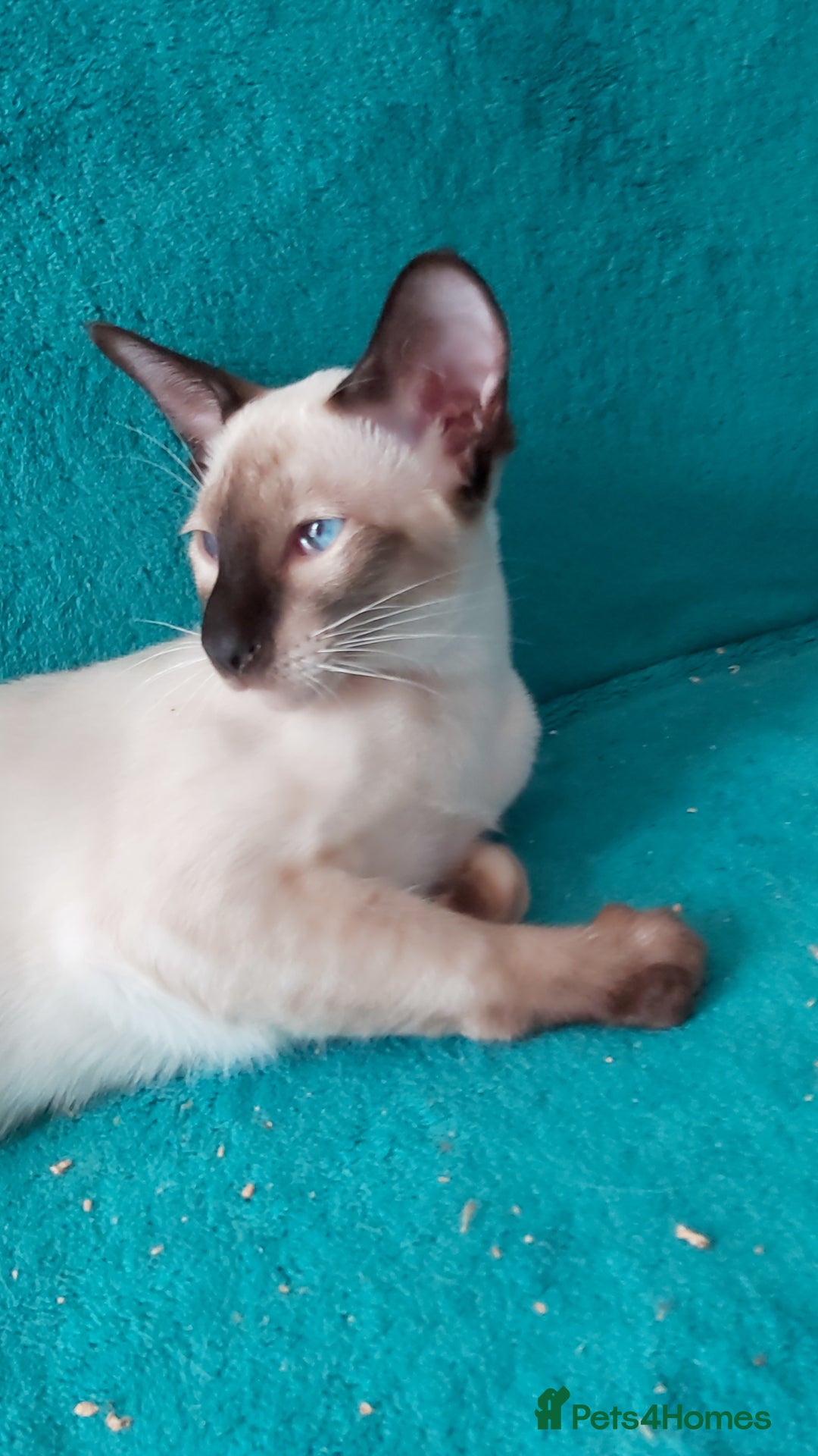 Oriental cats for sale: Full Pedigree Oriental 1 Kitten XL size ears GCCF in Biggleswade - Image 23