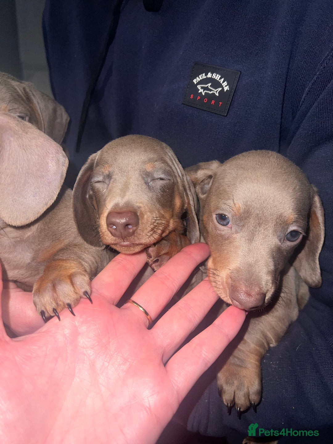 Miniature Dachshund dogs for sale: Isabella & Tan Mini Dachshund puppies 🤎 - Advert 3