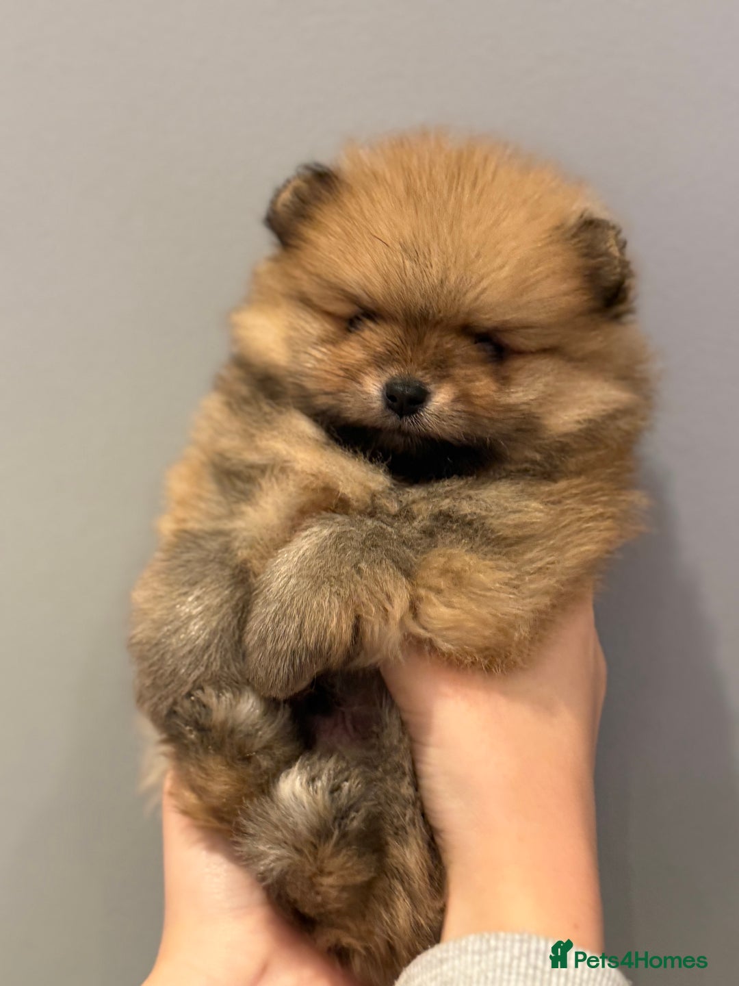 Pomeranian dogs for sale: Pomeranian puppies for sale .  - Advert 3