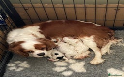 Cavapoo dogs for sale: Super cute, health tested, friendly Cavapoo pups  - Image 3