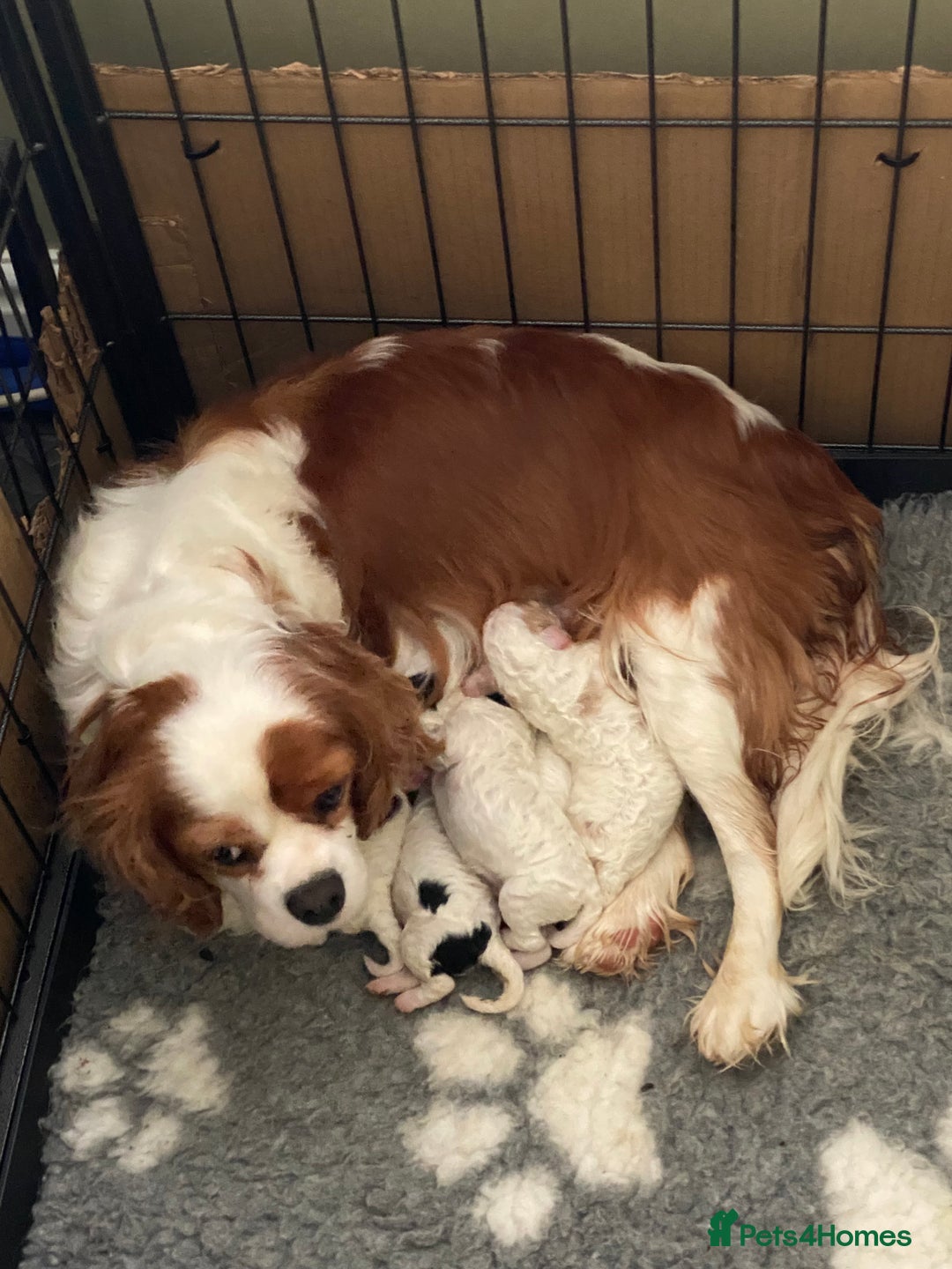 Cavapoo dogs for sale: Super cute, health tested, friendly Cavapoo pups  - Image 3