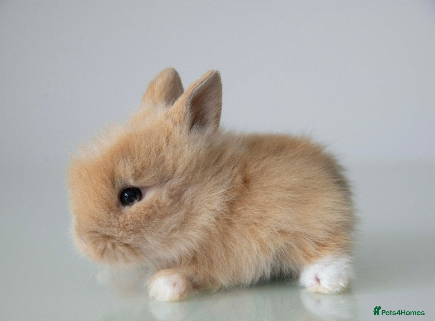 Lionhead rabbits Available from 17/08 Double-maned Lionhead Rabbits - Advert 16