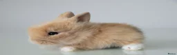 Lionhead rabbits for sale: *Reduced* Quality Double-maned Lionhead Rabbits - Advert 2