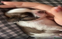 Shih Tzu dogs for sale: NEW Beautiful shih tzu puppies!!  - Image 21