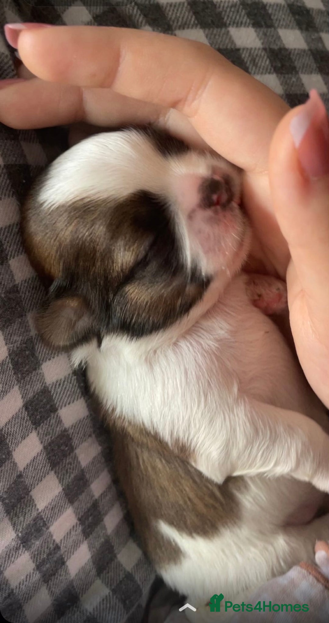 Shih Tzu dogs for sale: NEW Beautiful shih tzu puppies!!  - Image 21