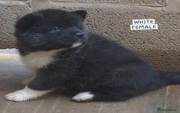 Akita dogs for sale: KC REGISTERED BEAR HEAD AMERICAN AKITA FEMALE PUPS - Image 7