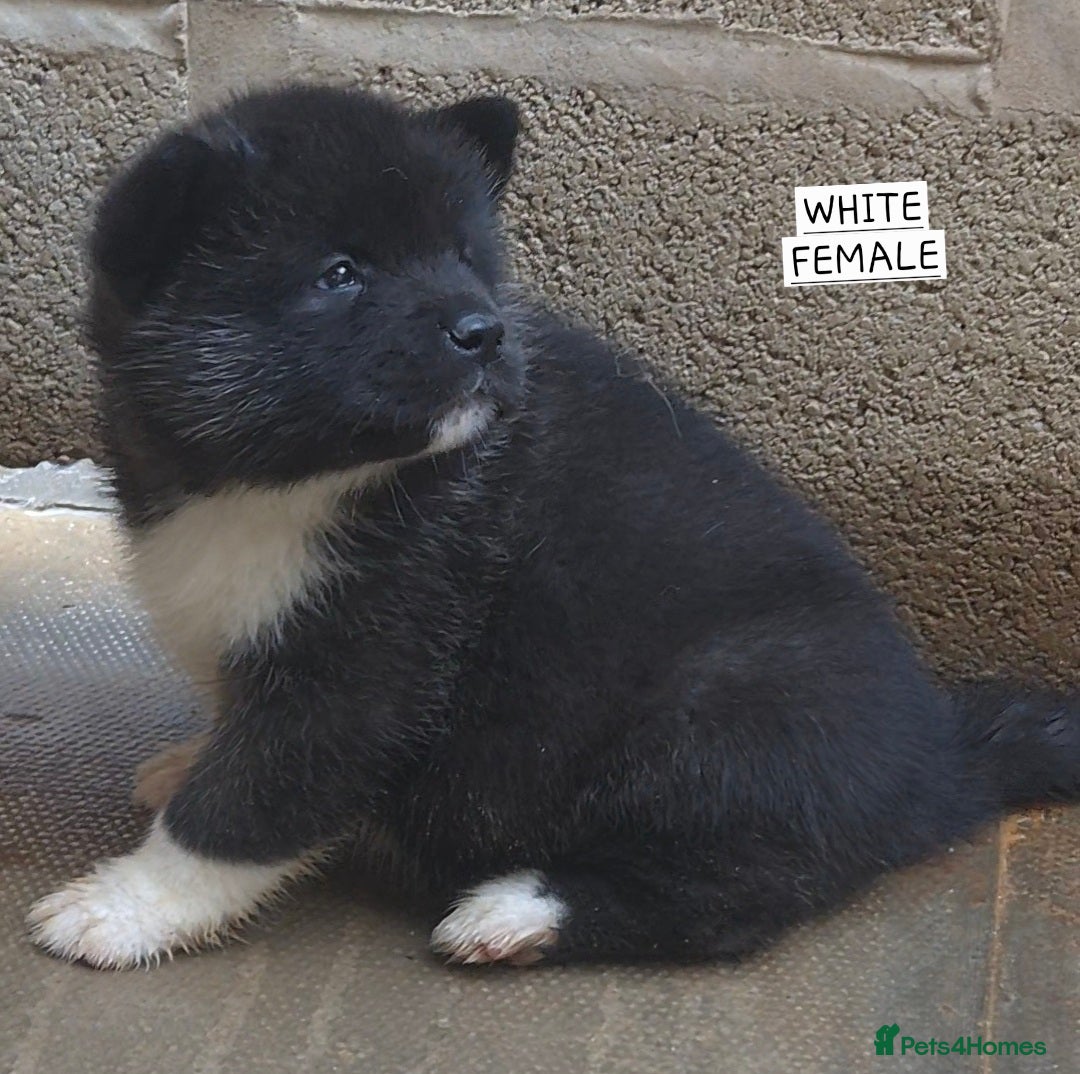 Akita dogs for sale: KC REGISTERED BEAR HEAD AMERICAN AKITA FEMALE PUPS - Image 7