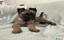 Belgian Shepherd Dog dogs for sale: 6 adorable Belgian malinois puppy's for sale  - Image 17