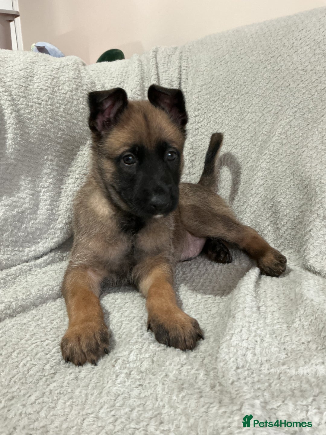 Belgian Shepherd Dog dogs for sale: 6 adorable Belgian malinois puppy's for sale  - Image 17