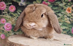 Mini Lop rabbits for sale: Last bunny available - Image 1