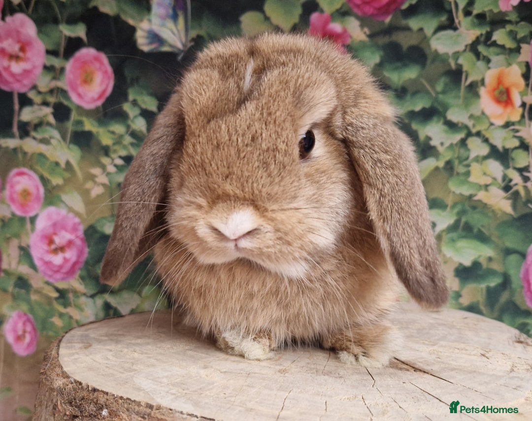 Mini Lop rabbits for sale: Last bunny available - Image 1