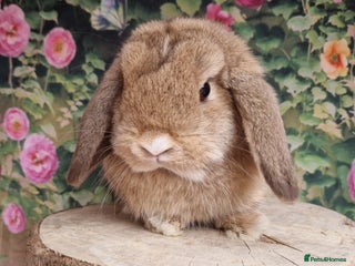 Mini Lop rabbits Last bunny available - Advert 8