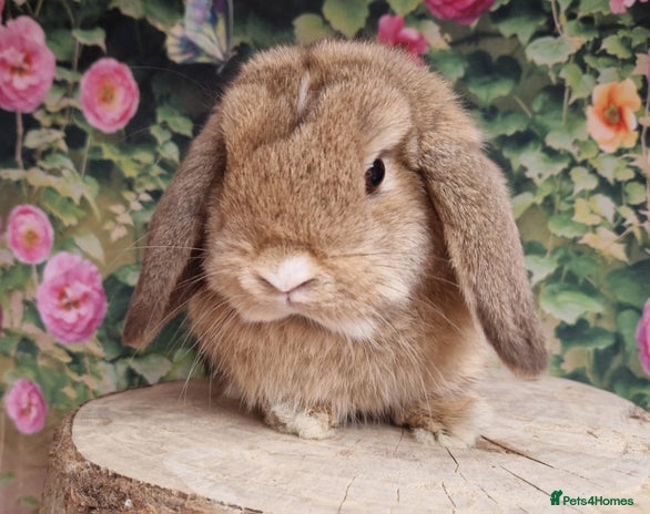 Mini Lop rabbits - Advert 3