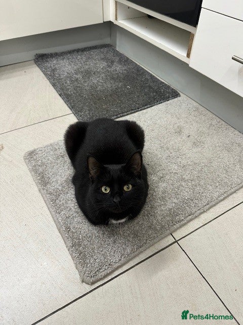 Mixed Breed cats  **  - Two beautiful twin girls  - Advert 8