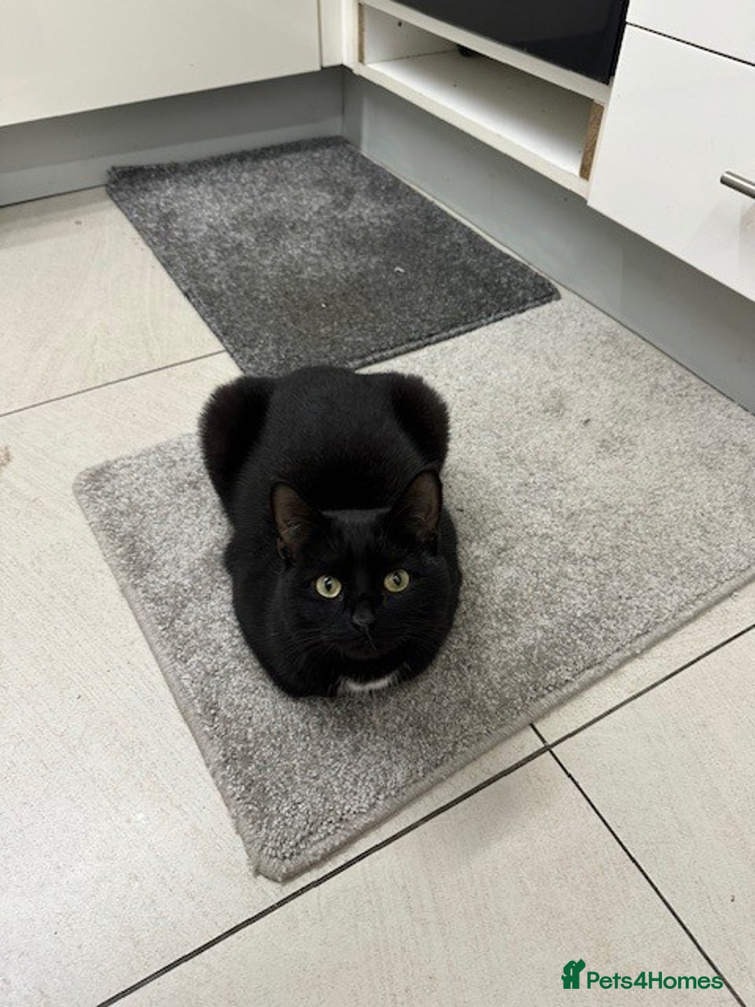 Mixed Breed cats for sale:  **  - Two beautiful twin girls  - Advert 1