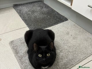 Mixed Breed cats Free to a good home - Two beautiful twin girls - Advert 1