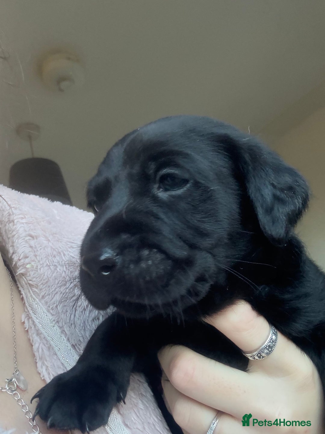 Labrador Retriever dogs for sale: Labrador puppies.  - Advert 25