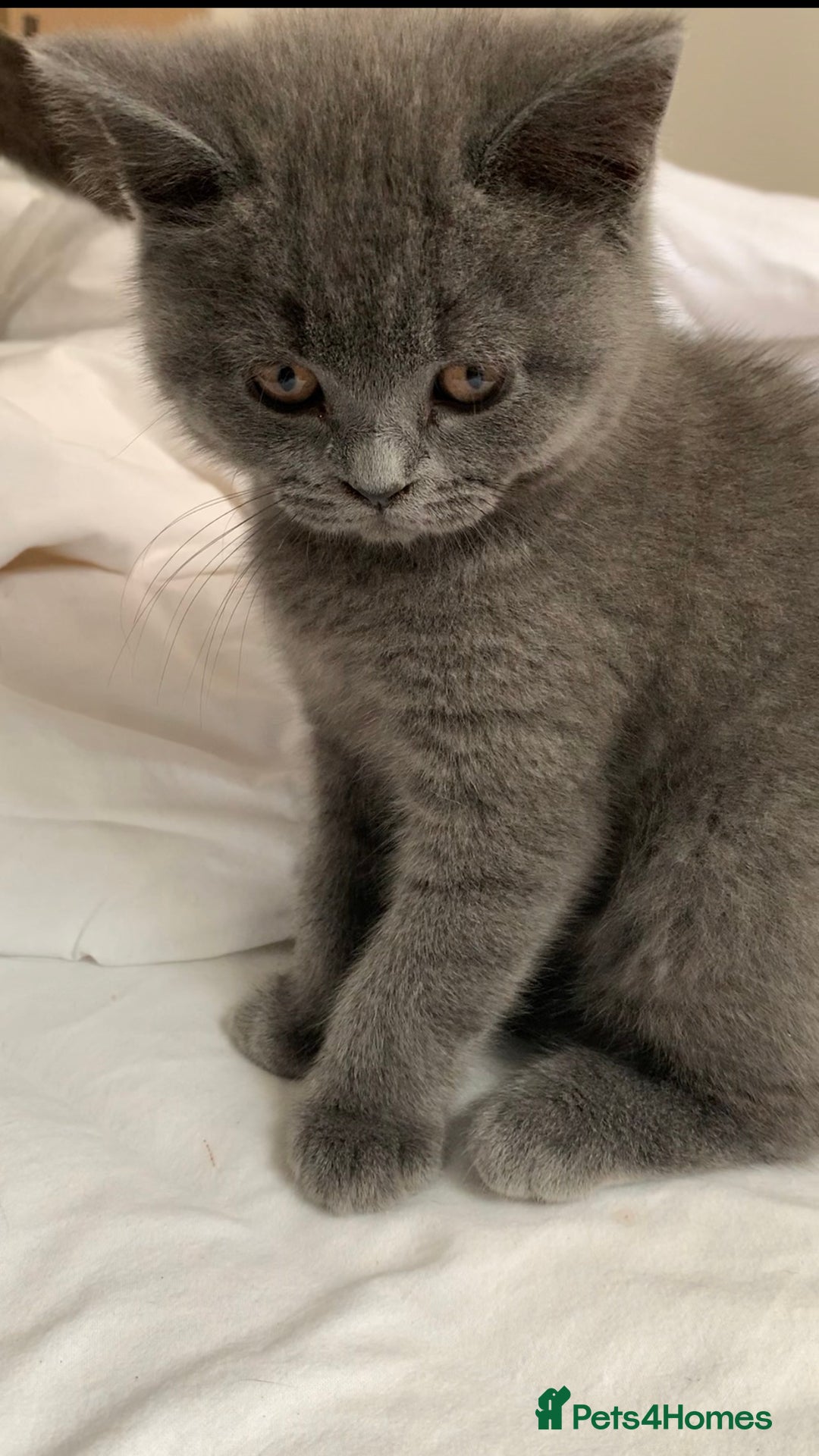 British Shorthair cats for sale: British Shorthair Blue Kittens 💛 Raised with Love - Advert 13