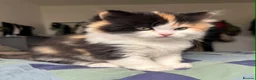 British Longhair cats for sale: 🐈‍⬛ British Longhair Mix Brother & Sister 🐈‍⬛  - Advert 8