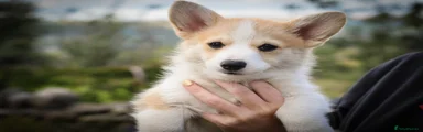 Welsh Corgi Pembroke 2