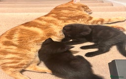 Mixed Breed cats for sale: Purr- fectly Adorable Kittens for loving homes - Advert 19