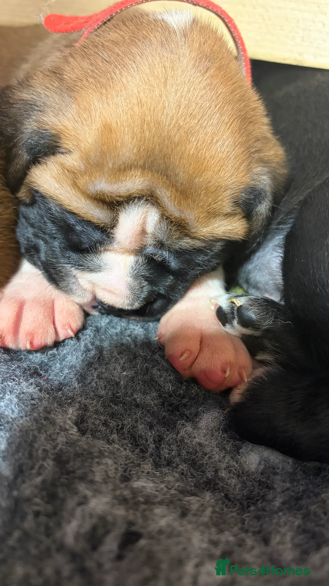 Boxer dogs for sale: Beautiful Boxer Puppies - Advert 17