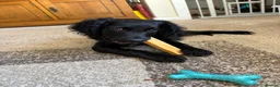 Sproodle dogs for sale: Ozzy Sproodle dog in Filey - Advert 8