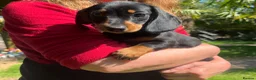 Dachshund dogs for sale: Female dachshund puppy  - Advert 5