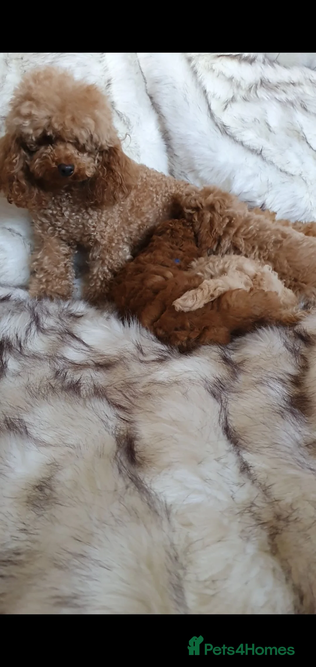 Toy Poodle dogs for sale: KC Toy Poodle puppies READY NOW, health tested in Barnsley - Advert 1