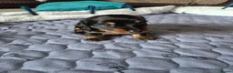 Dachshund dogs for sale: Miniature Dachshund Puppies - Advert 2
