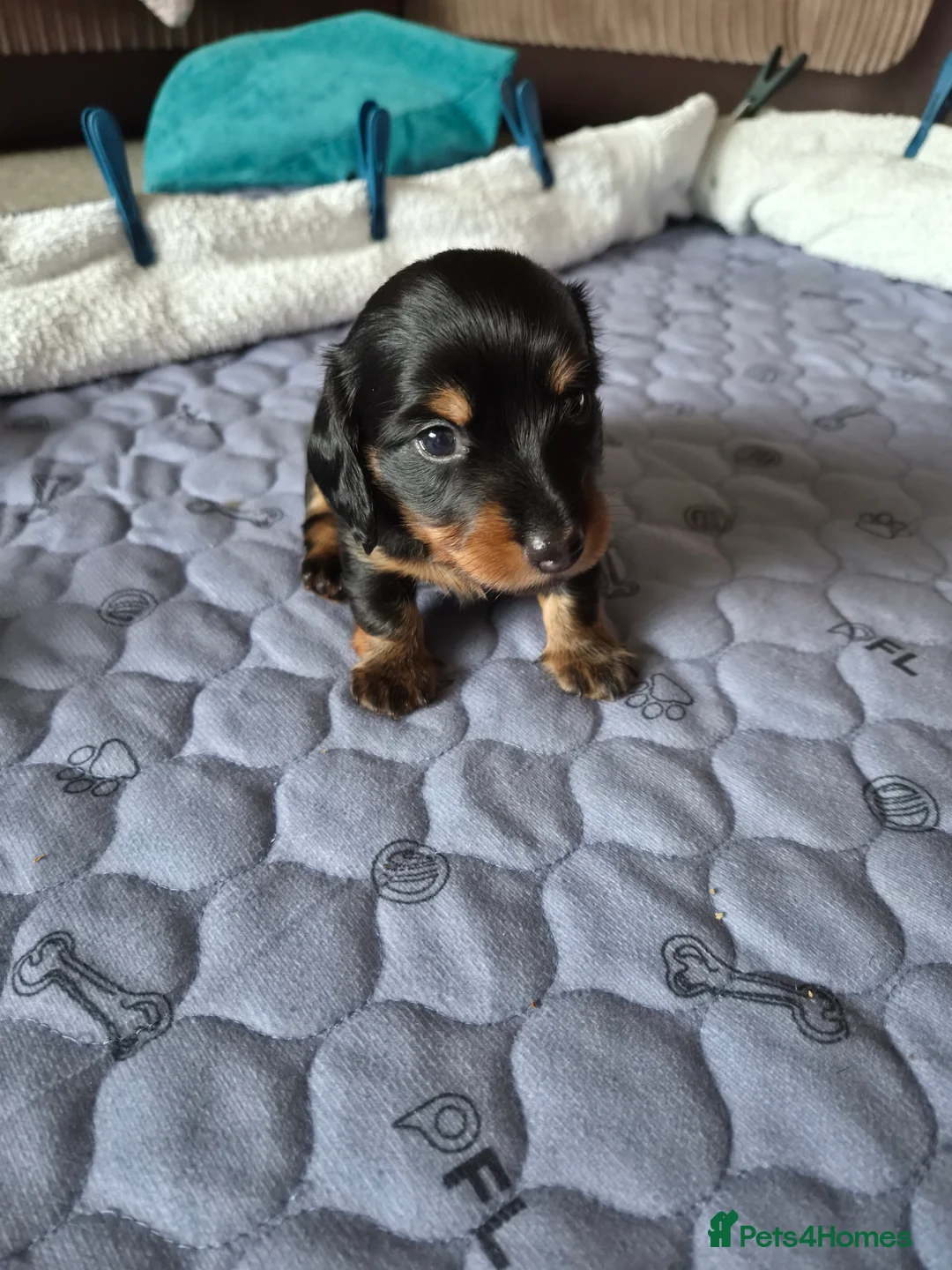 Dachshund dogs for sale: Miniature Dachshund Puppies - Advert 2