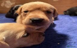 Cockerdor dogs for sale: Adorable Cockerdor pups - Advert 7