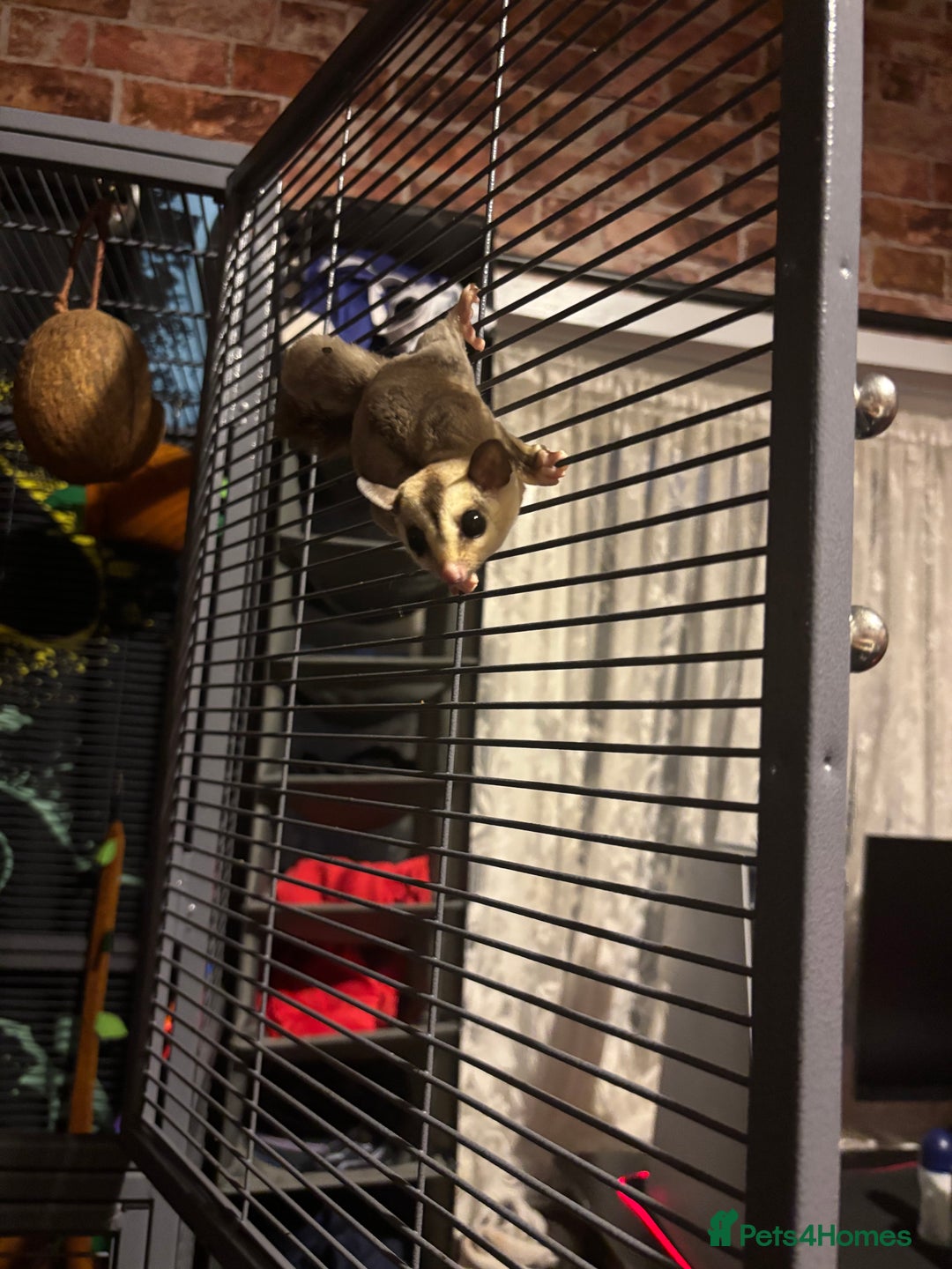 Sugar Glider rodents for sale: Twin sugar gliders - Image 8