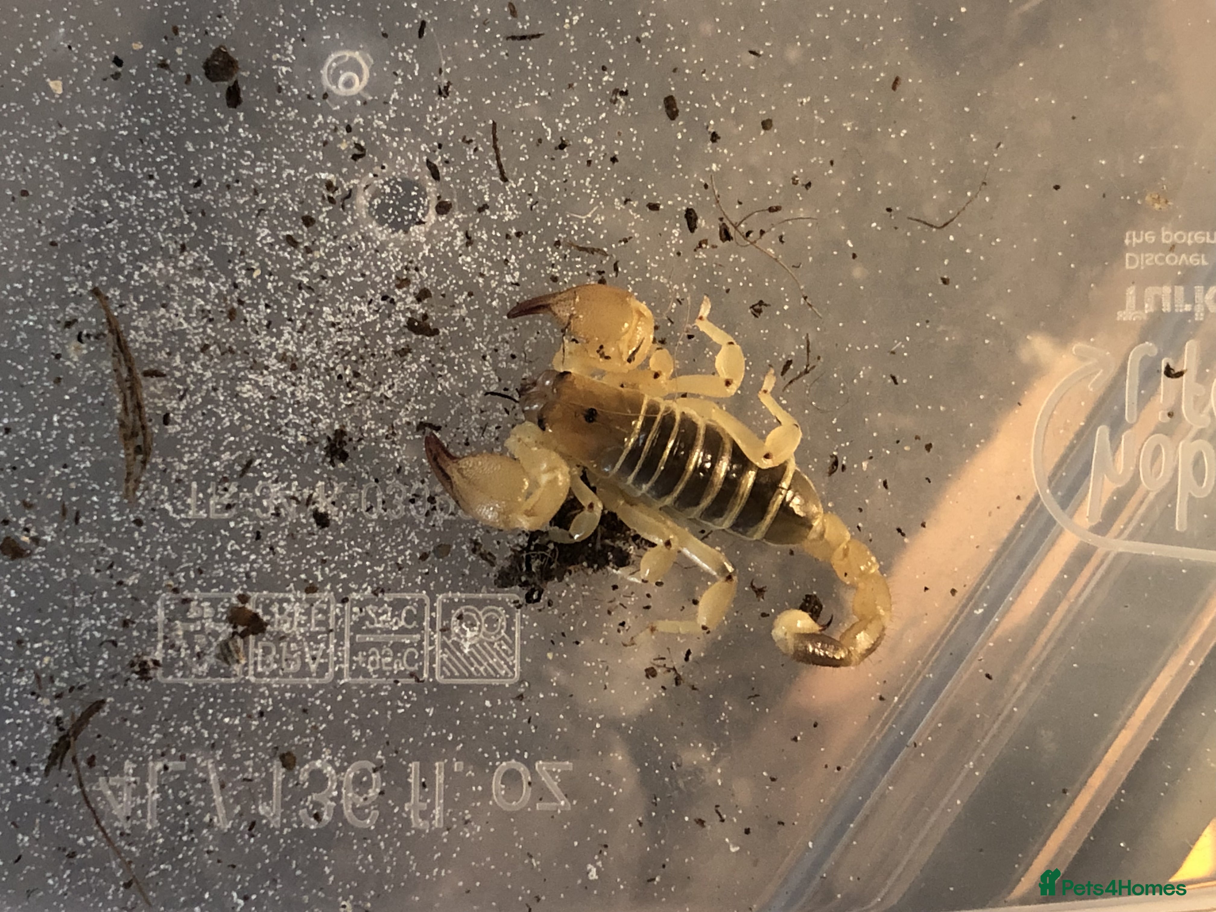 Mixed Breed invertebrates Various inverts for sale moving house in Stonehouse - Advert 1