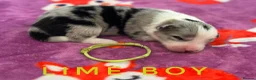 Border Collie dogs for sale: Fully Health Tested, KC registered puppies due - Advert 18