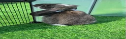 French Lop rabbits for sale: Pure French lop - Advert 6