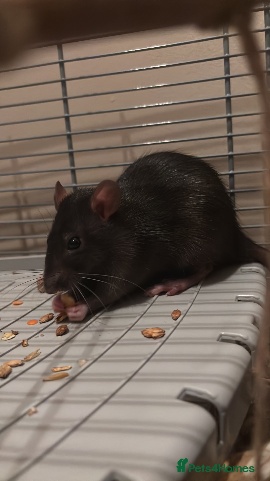 Rat rodents for sale: ❗️URGENT REHOMING❗️4 Female Rats - Image 1